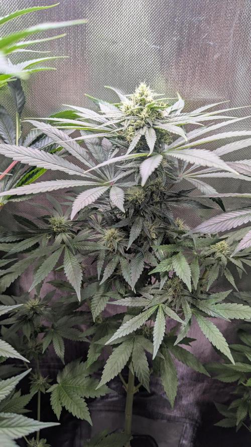 Bubble gum gelato. Week 8