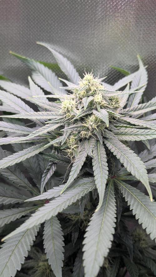 Bubblegum Gelato. Week 8