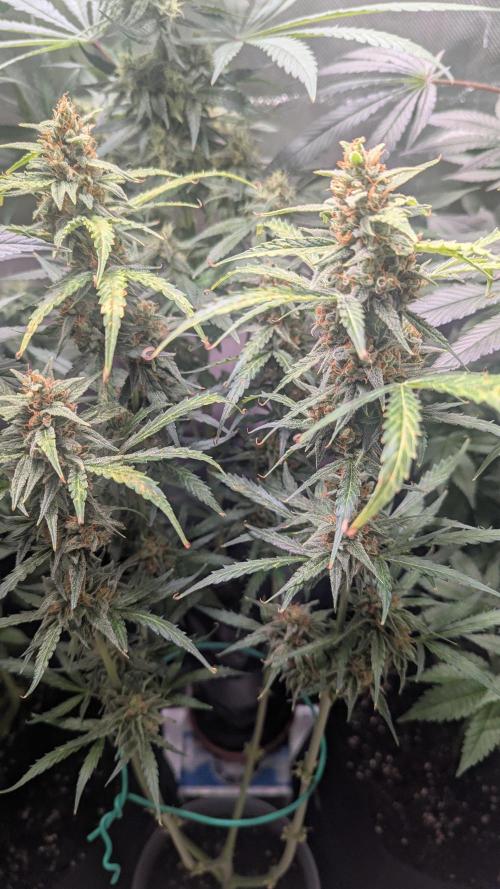 Gorilla auto. Week 11