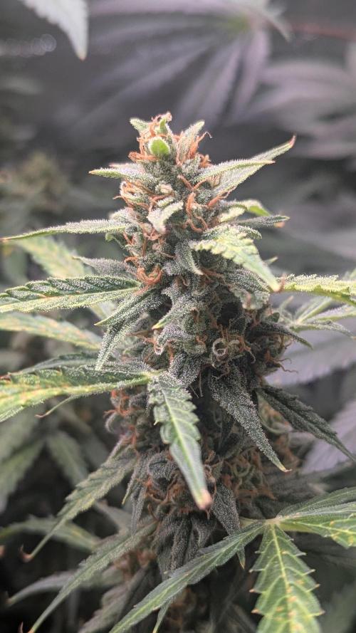 Gorilla auto. Week 11