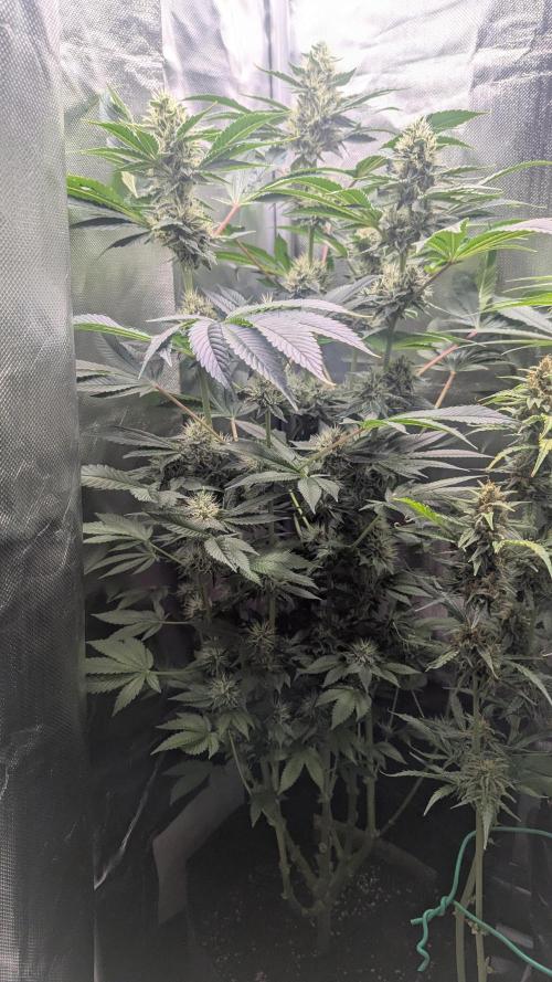 Kush mintz x2. Week 11