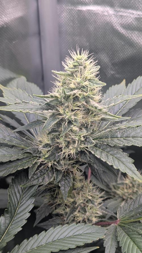 Kush mintz x2. Week 11