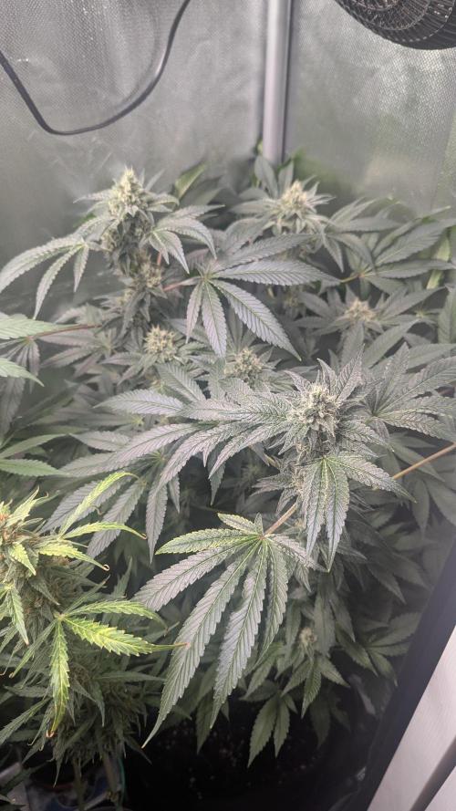 Kush mintz x2. Week 11