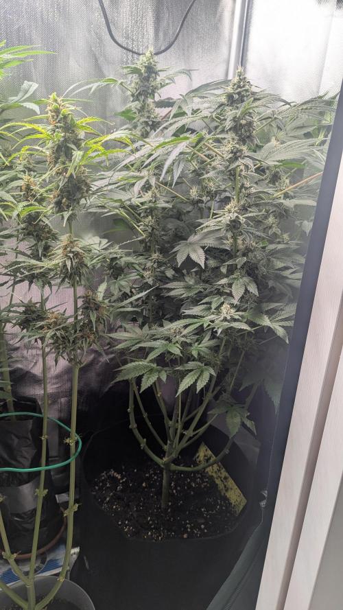 Kush mintz x2. Week 11