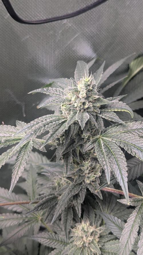 Kush Mintz. Week 11