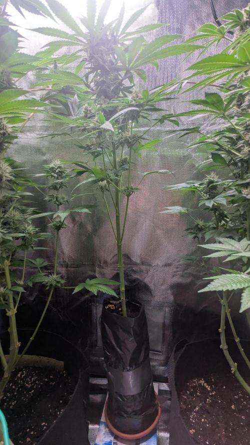 Bubble gum gelato. Week 9