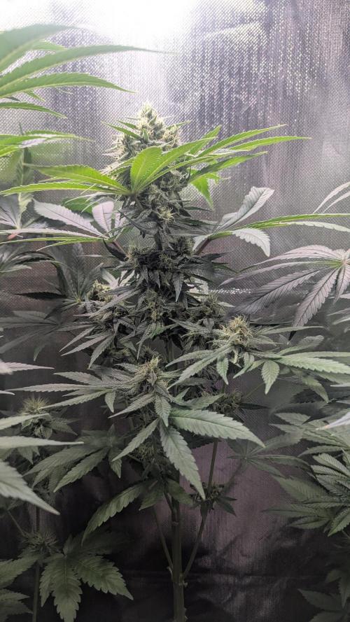 Bubble gum gelato. Week 9