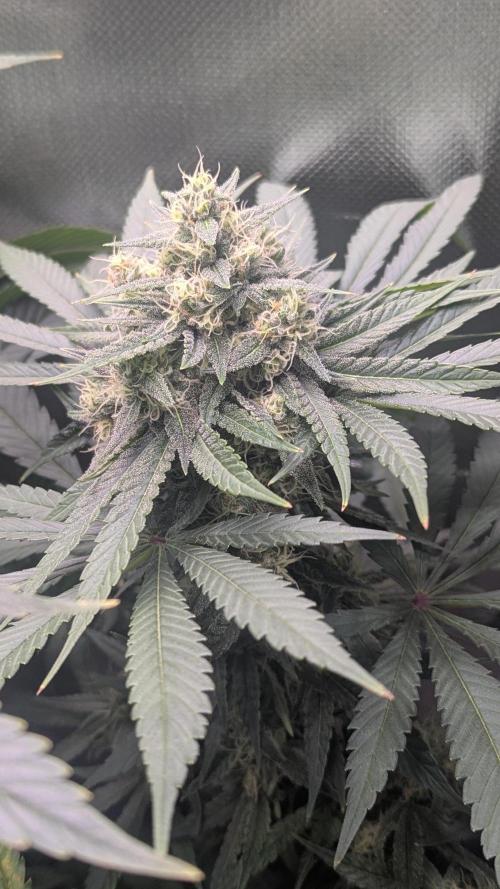 Bubblegum Gelato. Week 9