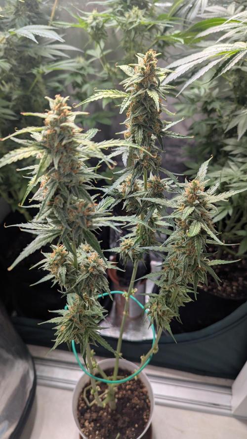Gorilla auto. Week 12