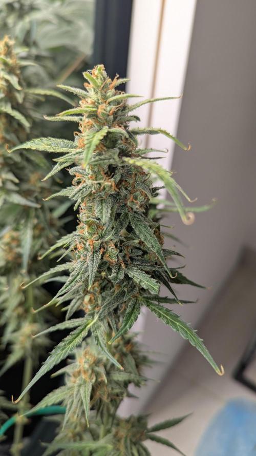 Gorilla auto. Week 12