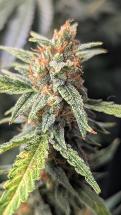 Gorilla auto. Week 12