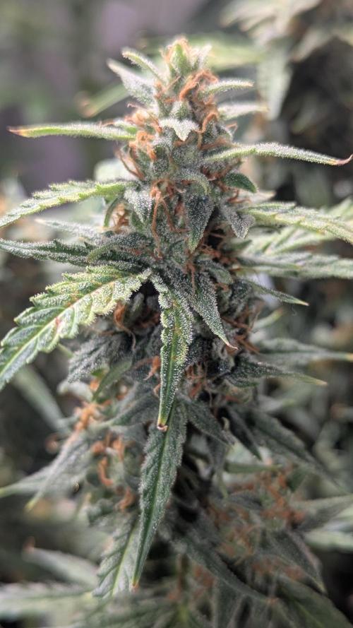 Gorilla auto. Week 12