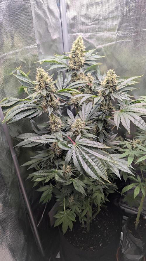 Kush mintz x2. Week 12