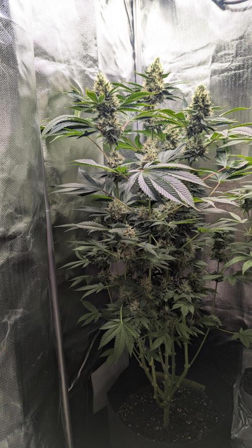 Kush mintz x2. Week 12