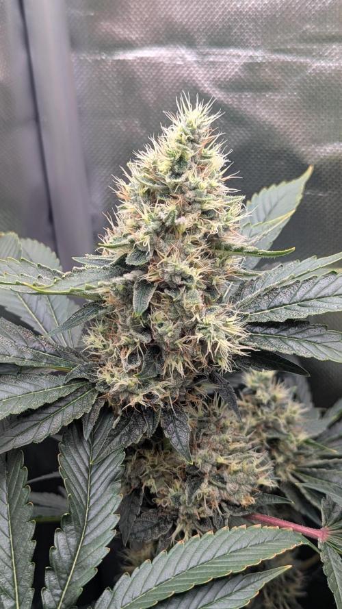 Kush mintz x2. Week 12