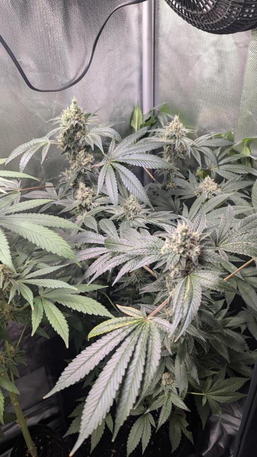 Kush mintz x2. Week 12