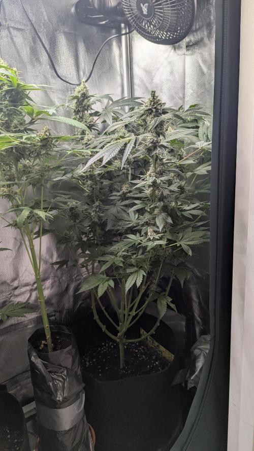 Kush mintz x2. Week 12