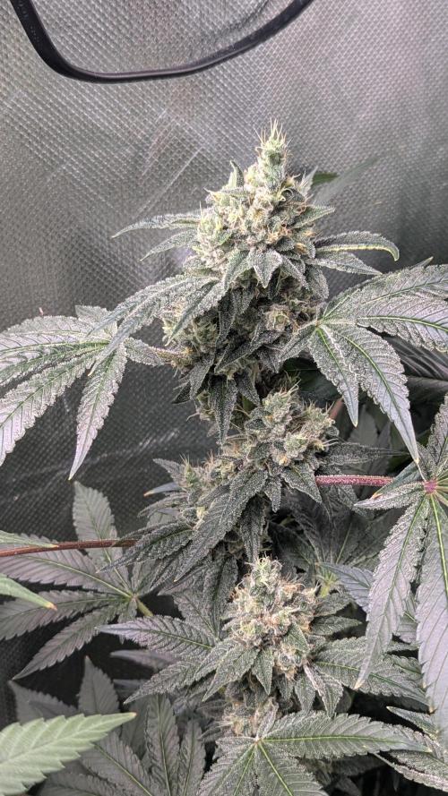 Kush mintz x2. Week 12