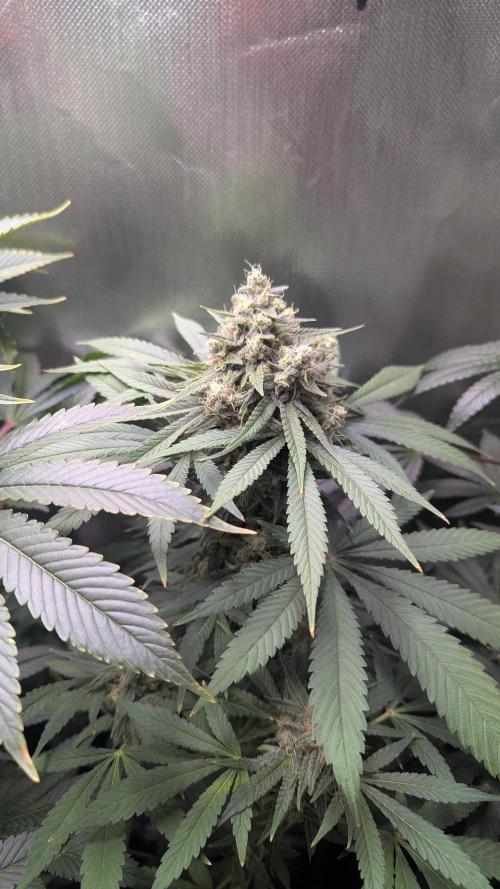 Bubble gum gelato. Week 10