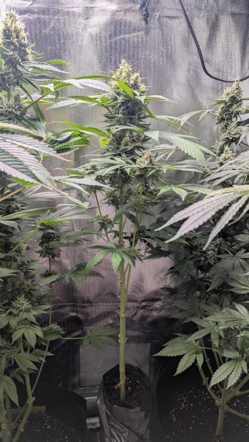 Bubble gum gelato. Week 10