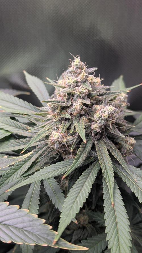 Bubblegum Gelato. Week 10