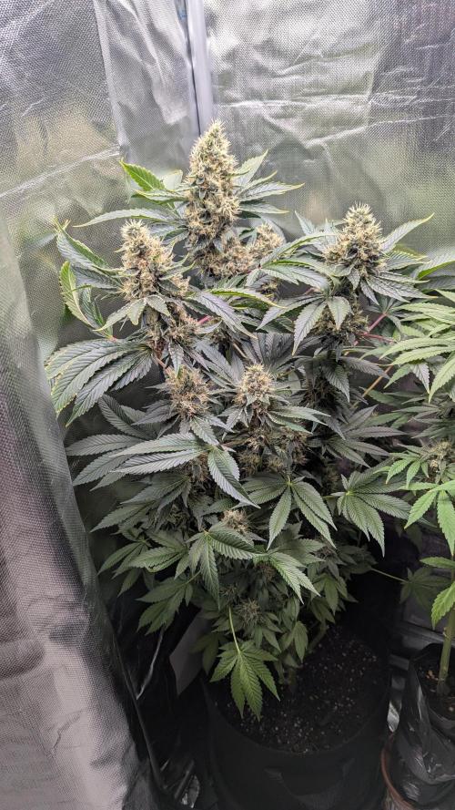 Kush mintz x2. Week 13