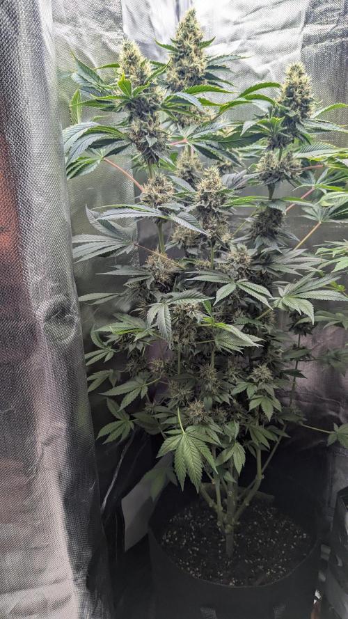 Kush mintz x2. Week 13
