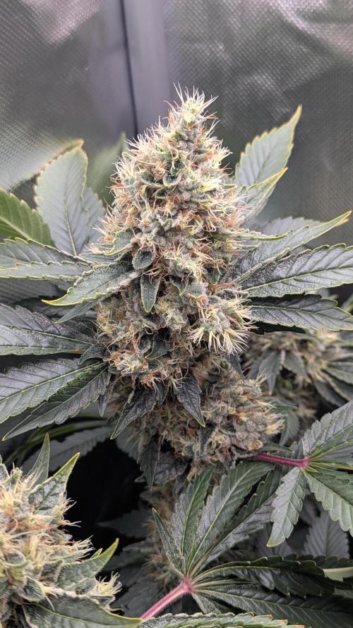 Kush mintz x2. Week 13