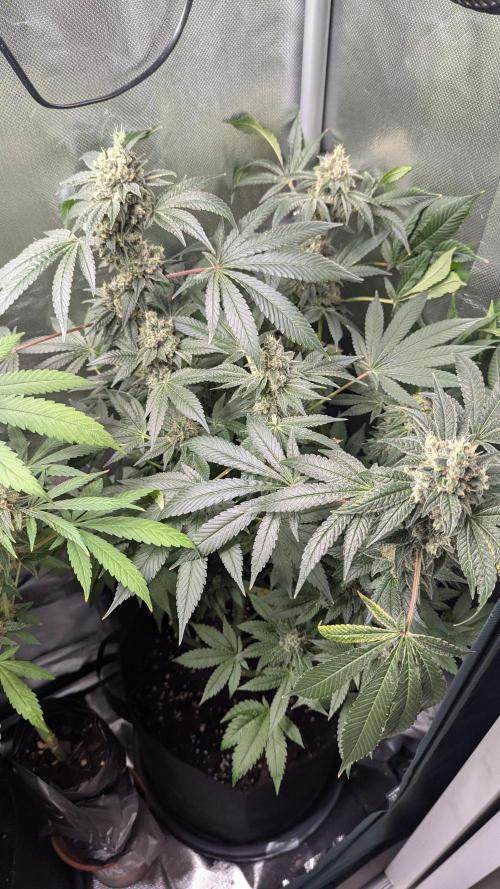 Kush mintz x2. Week 13