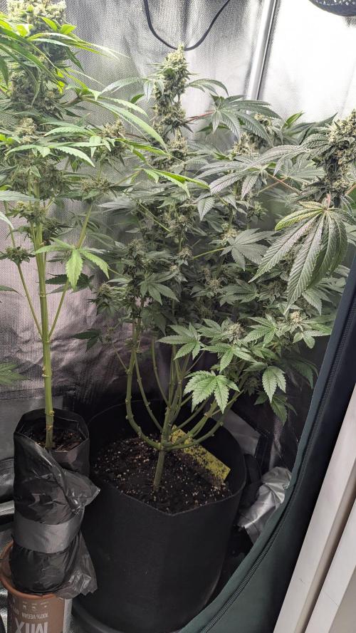 Kush mintz x2. Week 13