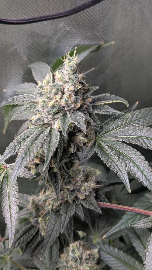 Kush mintz x2. Week 13