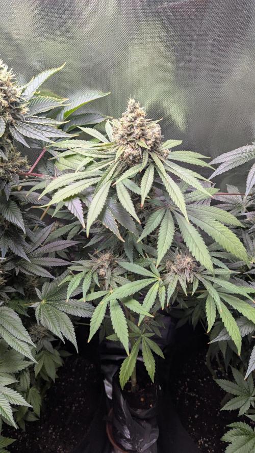 Bubble gum gelato. Week 11