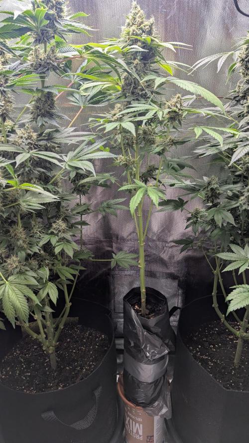 Bubble gum gelato. Week 11
