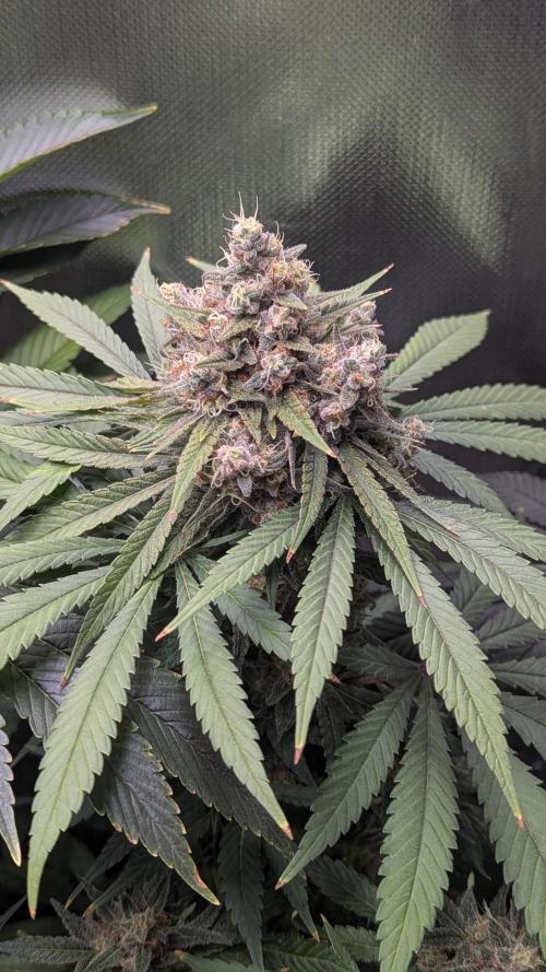 Bubblegum Gelato. Week 11