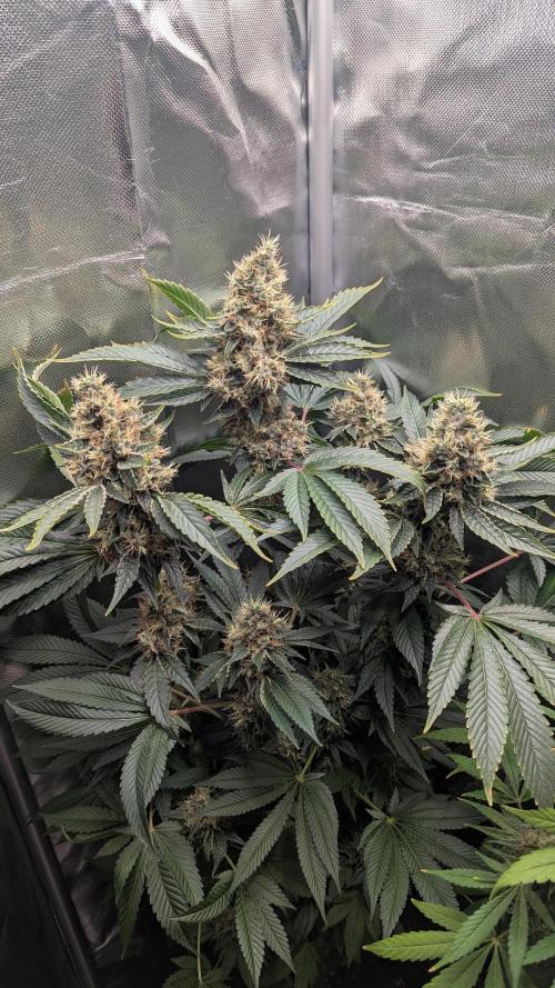 Kush mintz x2. Week 14
