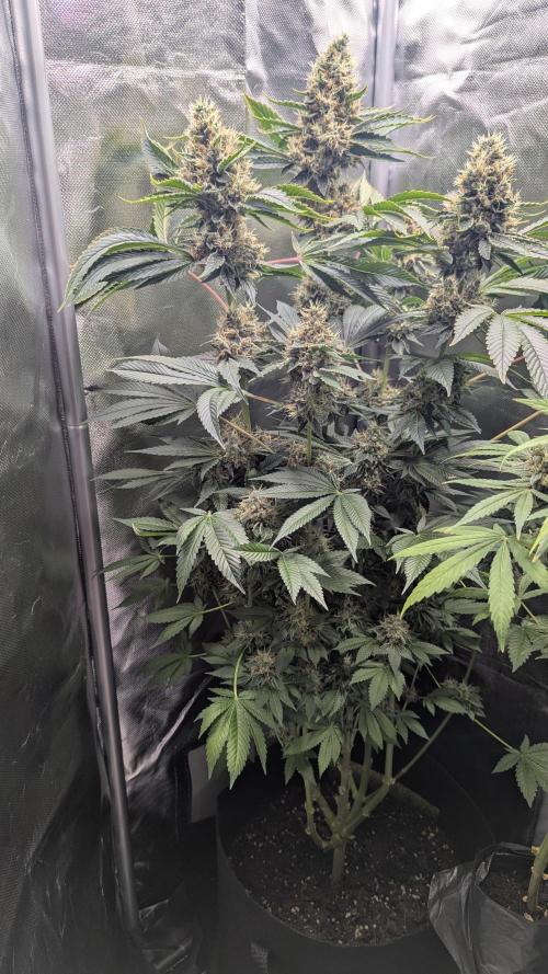 Kush mintz x2. Week 14