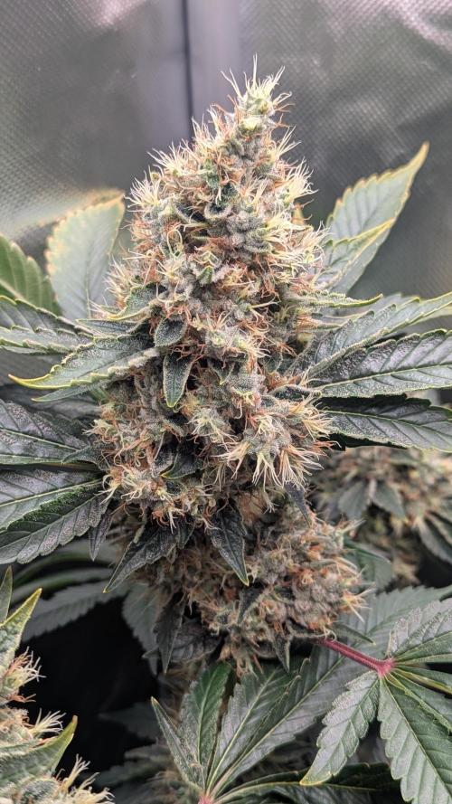 Kush mintz x2. Week 14
