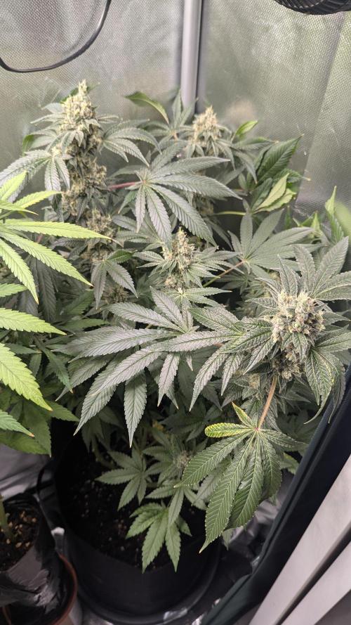Kush mintz x2. Week 14