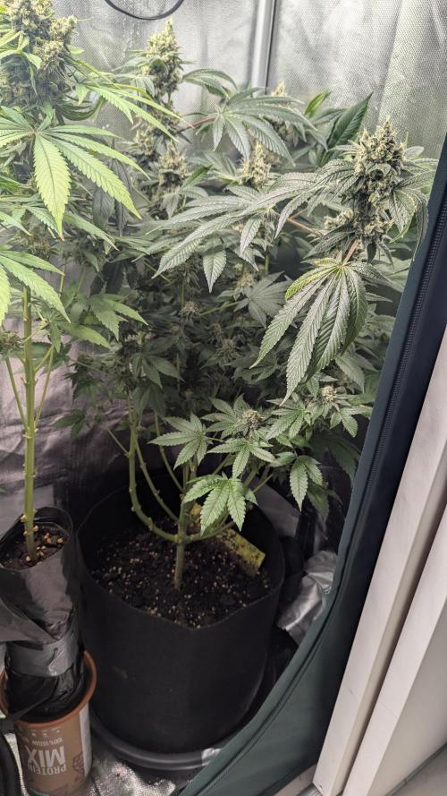 Kush mintz x2. Week 14