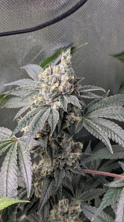 Kush mintz x2. Week 14