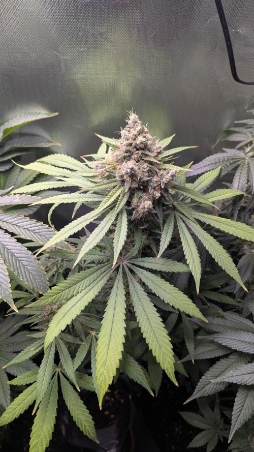 Bubble gum gelato. Week 12