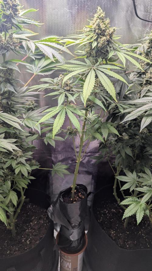 Bubble gum gelato. Week 12