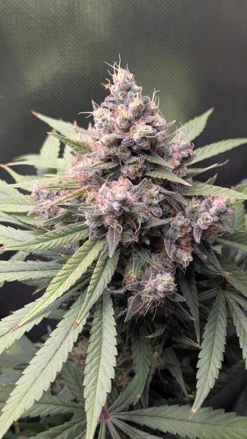Bubble gum gelato. Week 12