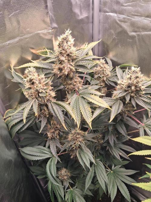 Kush mintz x2. Week 15