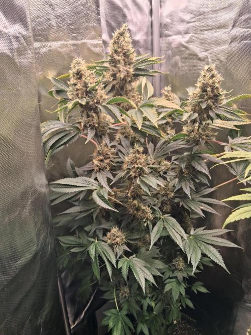 Kush mintz x2. Week 15