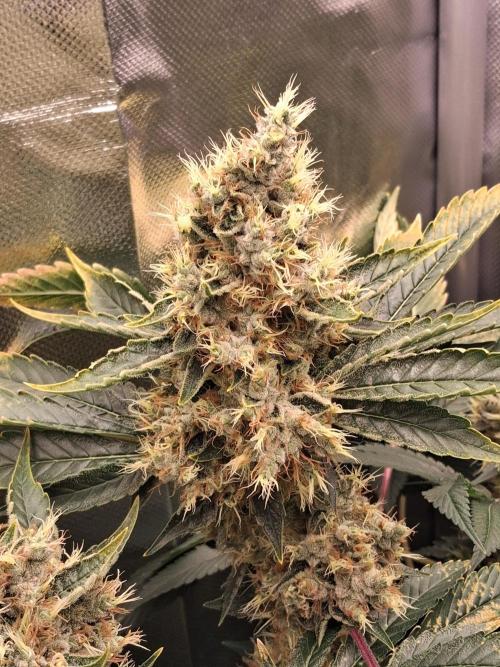 Kush mintz x2. Week 15