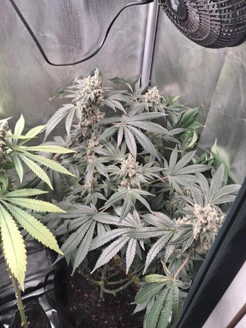 Kush mintz x2. Week 15