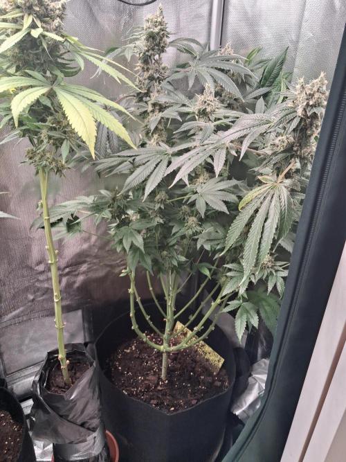 Kush mintz x2. Week 15