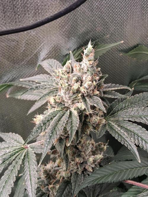 Kush Mintz. Week 15