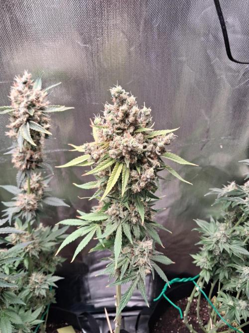 Bubble gum gelato. Week 13